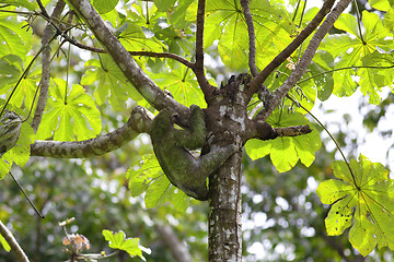 Image showing A Three-toed Sloth