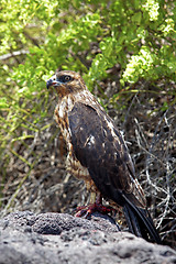 Image showing Galapagos Hawk on Santa Fe