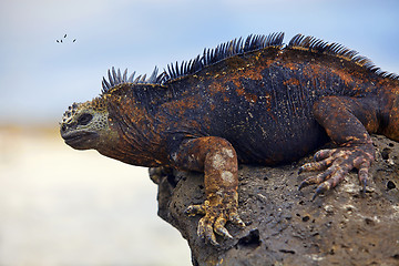 Image showing Galapagos marine Iguana