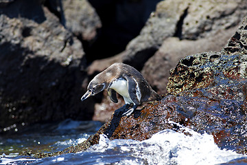 Image showing A Galapagos Penguin