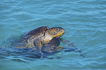Image showing Mating sea turtles