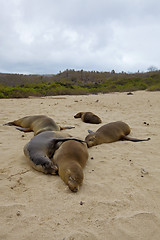 Image showing Sea lion colony