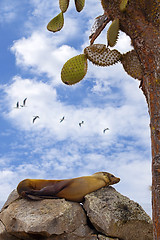 Image showing Resting sea lion