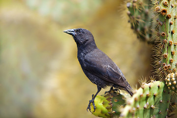 Image showing Galapagos Common Cactus Finch