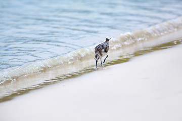 Image showing Mockingbird on Tortuga bay