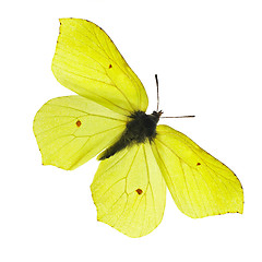 Image showing Yellow butterfly