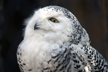 Image showing Snowy Owl Particular