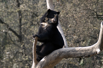 Image showing Andean bear