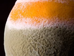 Image showing Macro image of orange with mold