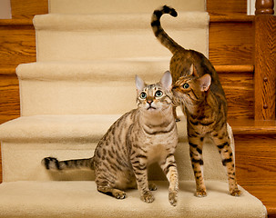 Image showing Pair of bengal kittens on stairs