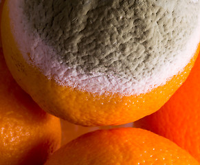 Image showing Macro image of orange with mold