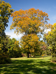 Image showing Large fall tree in lawn