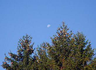 Image showing Pine cones with moon in blue sky