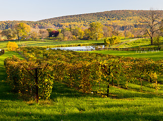 Image showing Vineyard row leads to fall trees