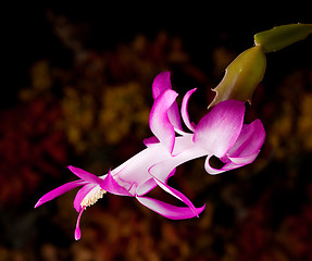 Image showing Christmas Cactus Flower 