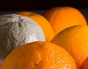 Image showing Macro image of orange with mold