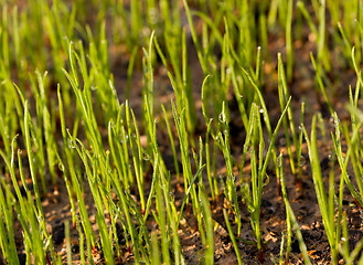 Image showing Newly planted grass seeds start to grow