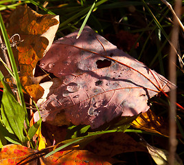 Image showing Macro image of fall leave with droplet