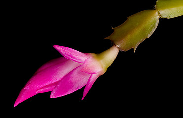 Image showing Christmas Cactus Flower 