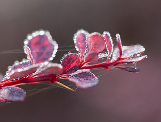 Image showing Berberis bush on frosty morning