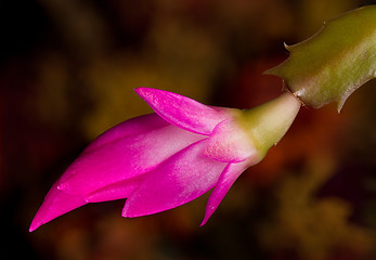 Image showing Christmas Cactus Flower 