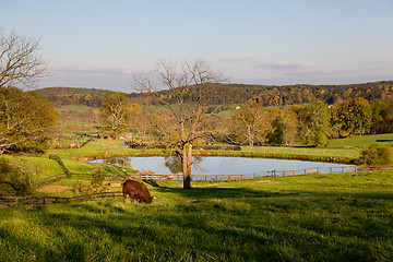 Image showing Bull grazes in meadow by lake in fall