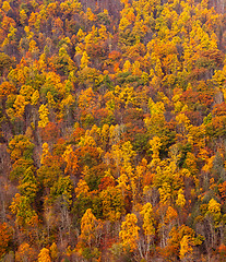 Image showing Colorful fall foliage on hillside