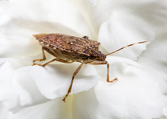 Image showing Stink or shield bug on carnation