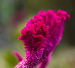 Image showing Bright red cockscomb flowers