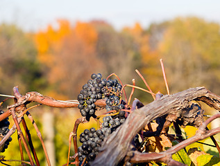 Image showing Vineyard row leads to fall trees