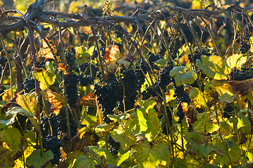 Image showing Vineyard row in late October