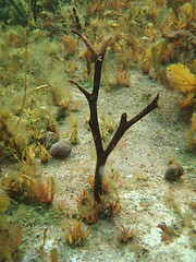 Image showing Sea Weed