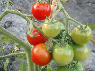 Image showing Tomato