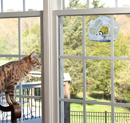 Image showing Cat watching bird on feeder