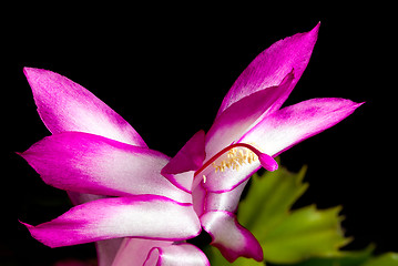 Image showing Christmas Cactus Flower 