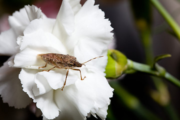 Image showing Stink or shield bug on carnation