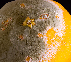 Image showing Macro image of orange with mold