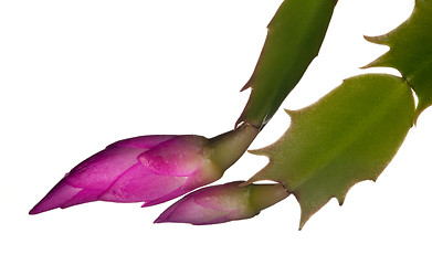 Image showing Christmas Cactus Flower 