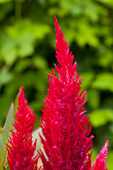 Image showing Bright red cockscomb flowers