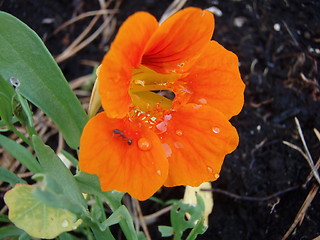 Image showing Maur på blomst