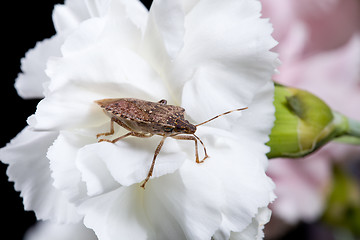 Image showing Stink or shield bug on carnation