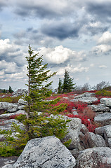 Image showing Windswept pine tree in rocky landscape