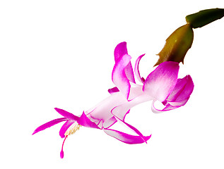 Image showing Christmas Cactus Flower 