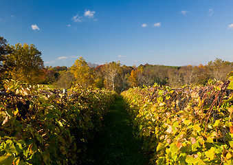 Image showing Vineyard row leads to fall trees