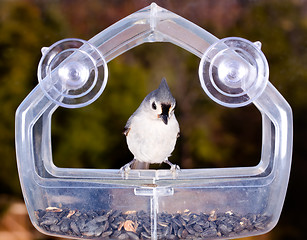 Image showing Tufted Titmouse on feeder