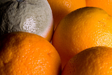 Image showing Macro image of orange with mold