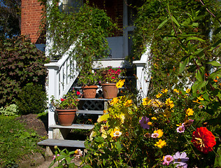 Image showing Flower around wooden steps