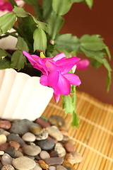 Image showing Christmas cactus