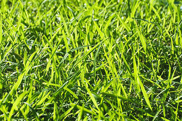 Image showing Grass