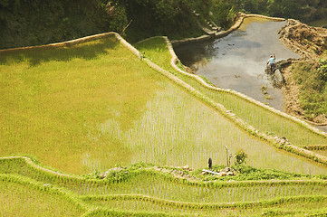 Image showing Ricefield